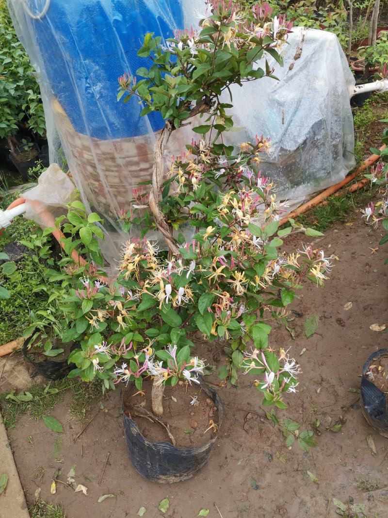 金银花盆栽金银花树苗黄色金银花红色金银花五彩金银花