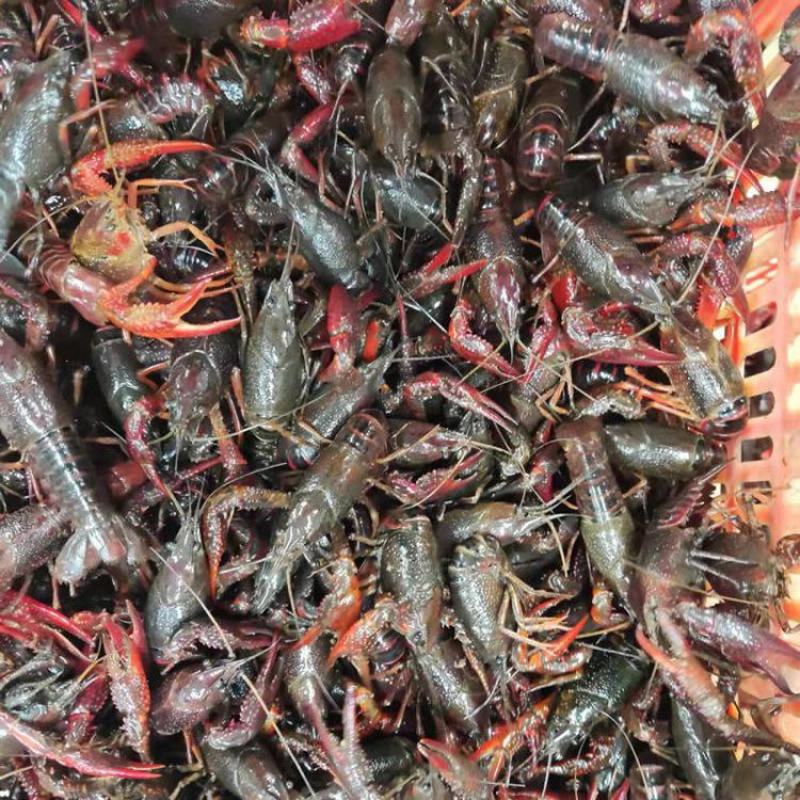 潜江小龙虾特大养殖户虾肉饱满不满意全额退款诚信经营