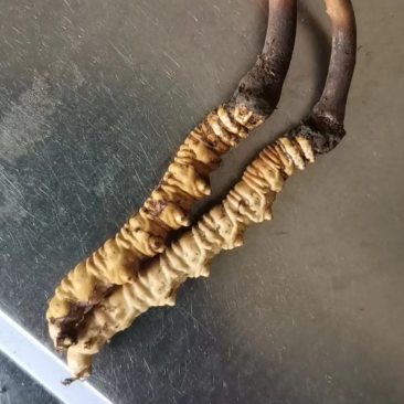 新鲜冬虫夏草