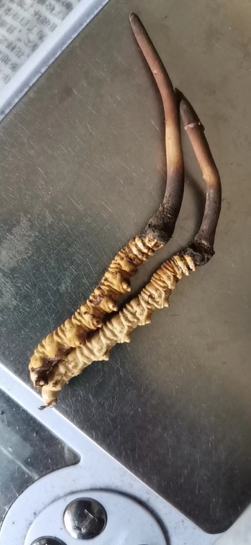 新鲜冬虫夏草