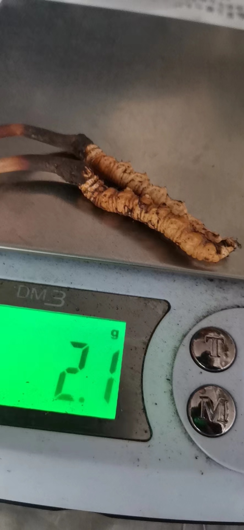 新鲜冬虫夏草