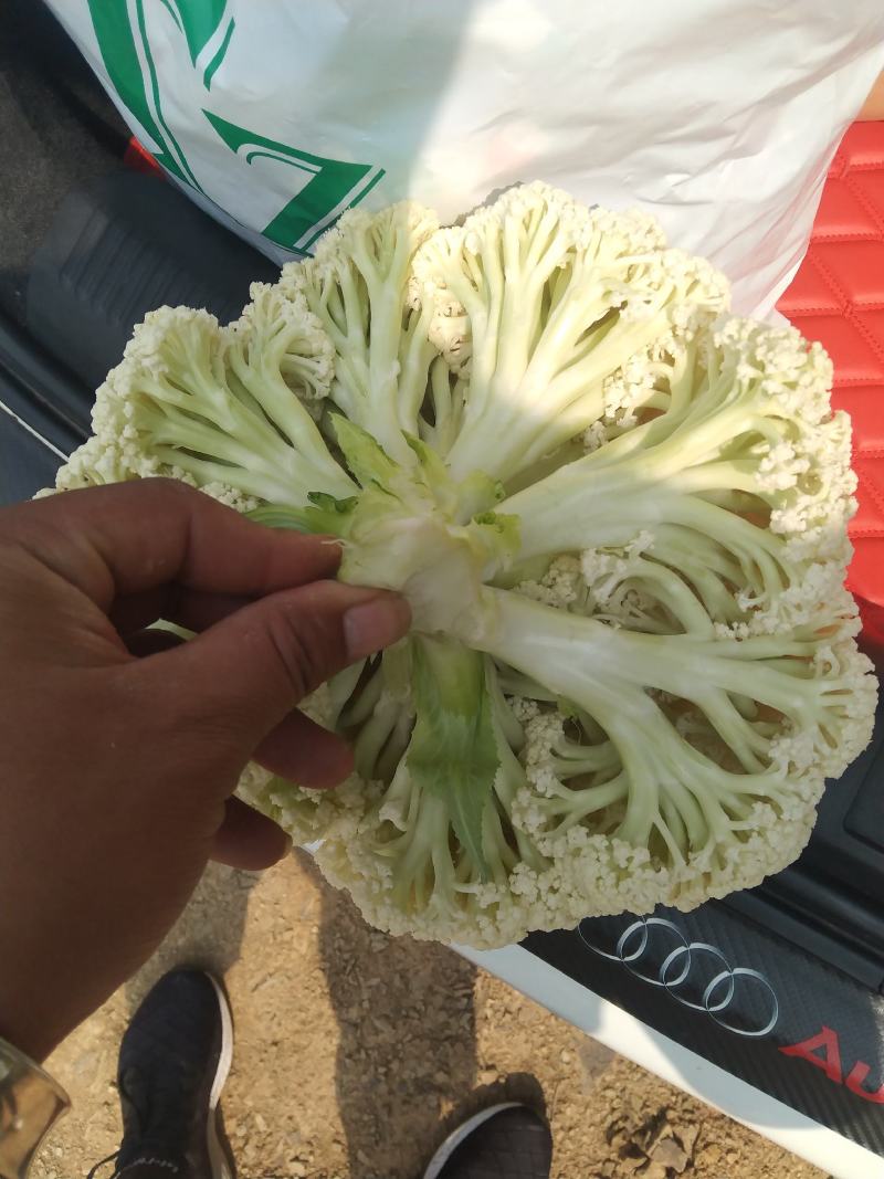 精品松花大量上市需要的老板欢来电基地直发