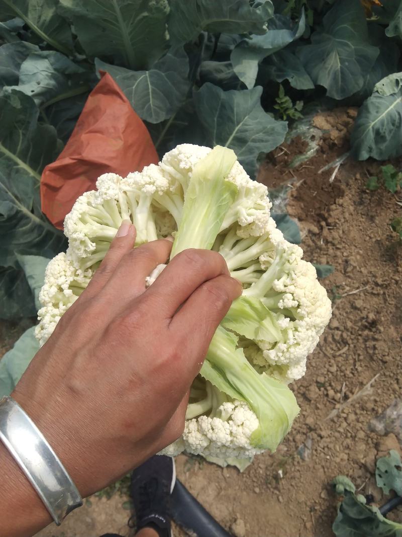 精品松花大量上市需要的老板欢来电基地直发