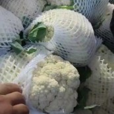 昌黎县精品有机花大`量上市中，花白度好，松散适中！