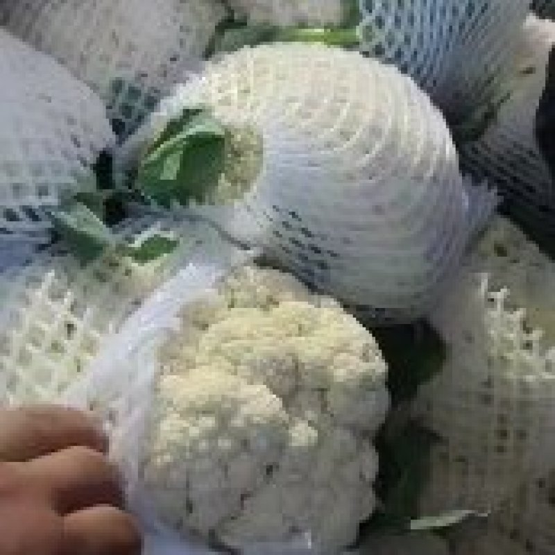 昌黎县精品有机花大`量上市中，花白度好，松散适中！
