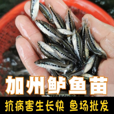 优质鲈鱼苗8厘米加州鲈鱼苗路亚苗大口黑鲈鱼苗冷水淡水养殖