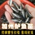 优质鲈鱼苗8厘米加州鲈鱼苗路亚苗大口黑鲈鱼苗冷水淡水养殖