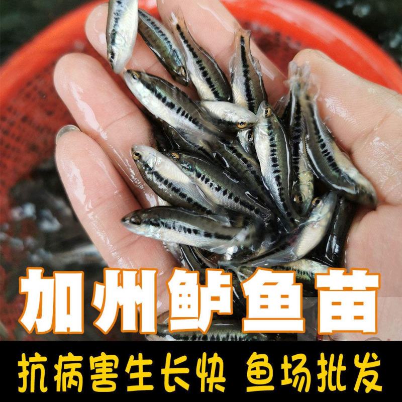 优质鲈鱼苗8厘米加州鲈鱼苗路亚苗大口黑鲈鱼苗冷水淡水养殖