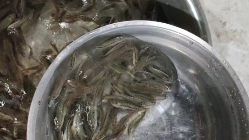 优质鲈鱼苗8厘米加州鲈鱼苗路亚苗大口黑鲈鱼苗冷水淡水养殖
