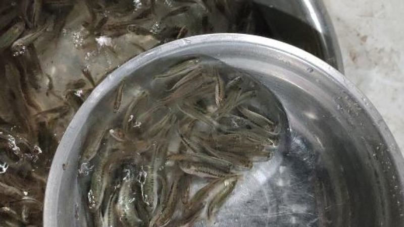 优质鲈鱼苗8厘米加州鲈鱼苗路亚苗大口黑鲈鱼苗冷水淡水养殖