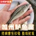 优质鲈鱼苗8厘米加州鲈鱼苗路亚苗大口黑鲈鱼苗冷水淡水养殖