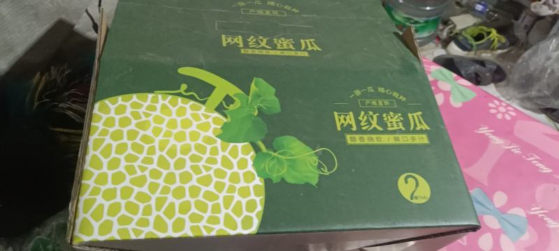 海阳鲁厚甜井冈天网网纹瓜囗感好产地地直供大量上市