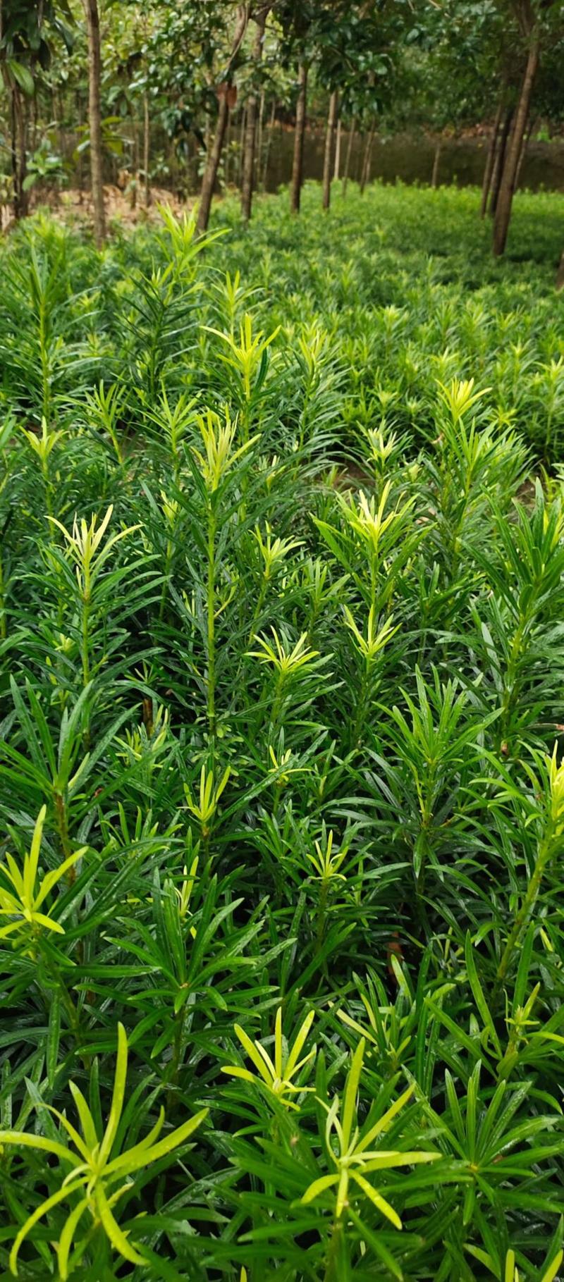 罗汉松苗广西桂林苗圃基地直供罗汉松苗现挖现发存活率高