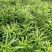罗汉松苗广西桂林苗圃基地直供罗汉松苗现挖现发存活率高