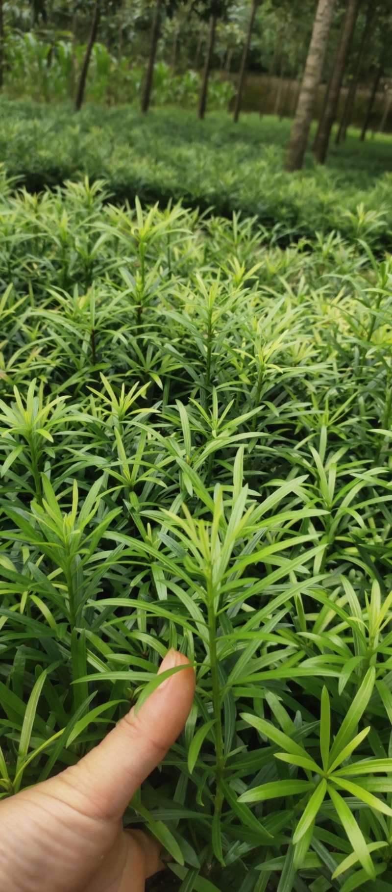 罗汉松苗广西桂林苗圃基地直供罗汉松苗现挖现发存活率高