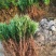罗汉松苗广西桂林苗圃基地直供罗汉松苗现挖现发存活率高