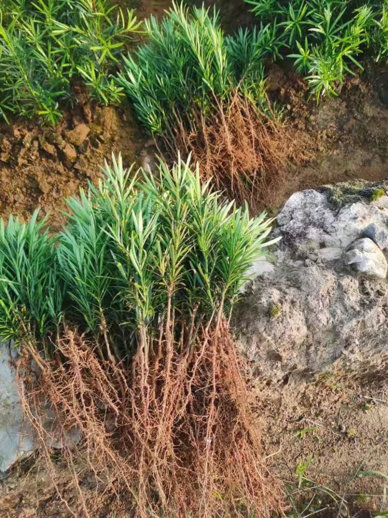 罗汉松苗广西桂林苗圃基地直供罗汉松苗现挖现发存活率高