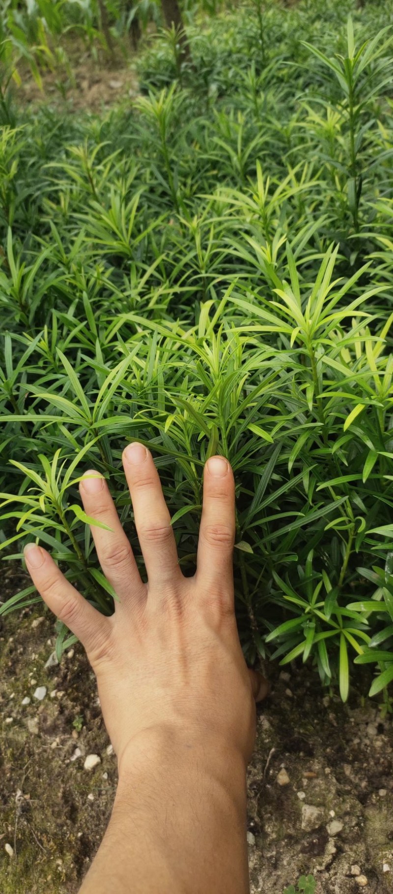 罗汉松苗广西桂林苗圃基地直供罗汉松苗现挖现发存活率高
