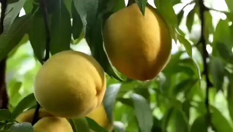 千亩高山锦绣黄桃，大量低价出售，糖分17.5，个头大