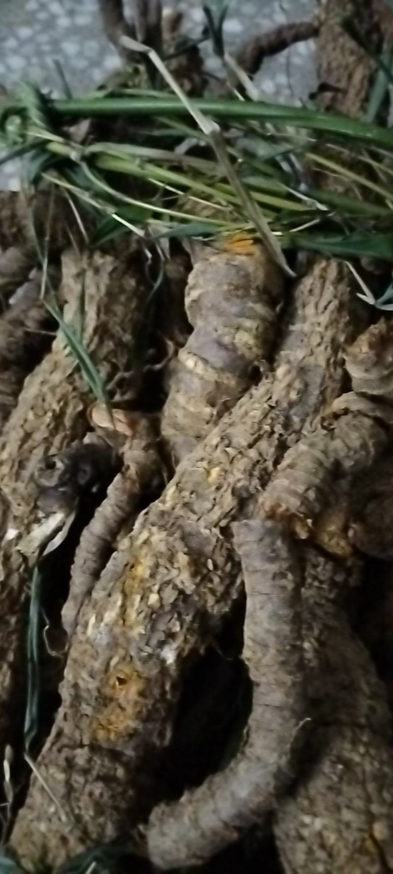 南蛇藤，过山龙，产地江西，大量鲜货出售，