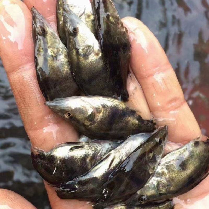 正宗桂花鱼苗大眼翘嘴桂鱼淡水养殖贵鱼鳜鱼季鱼肉食性路亚季