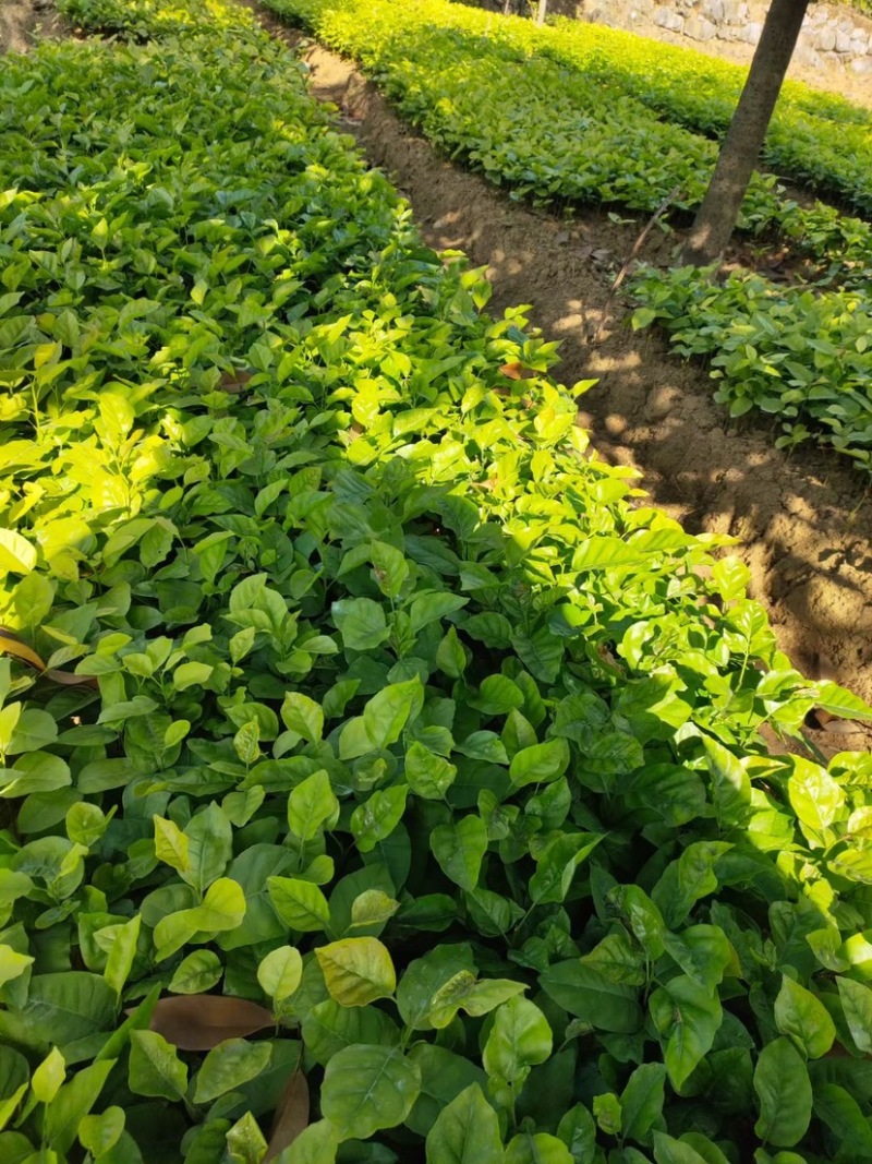 黄皮果芽苗黄皮果苗广西基地直供现挖现发成活率高