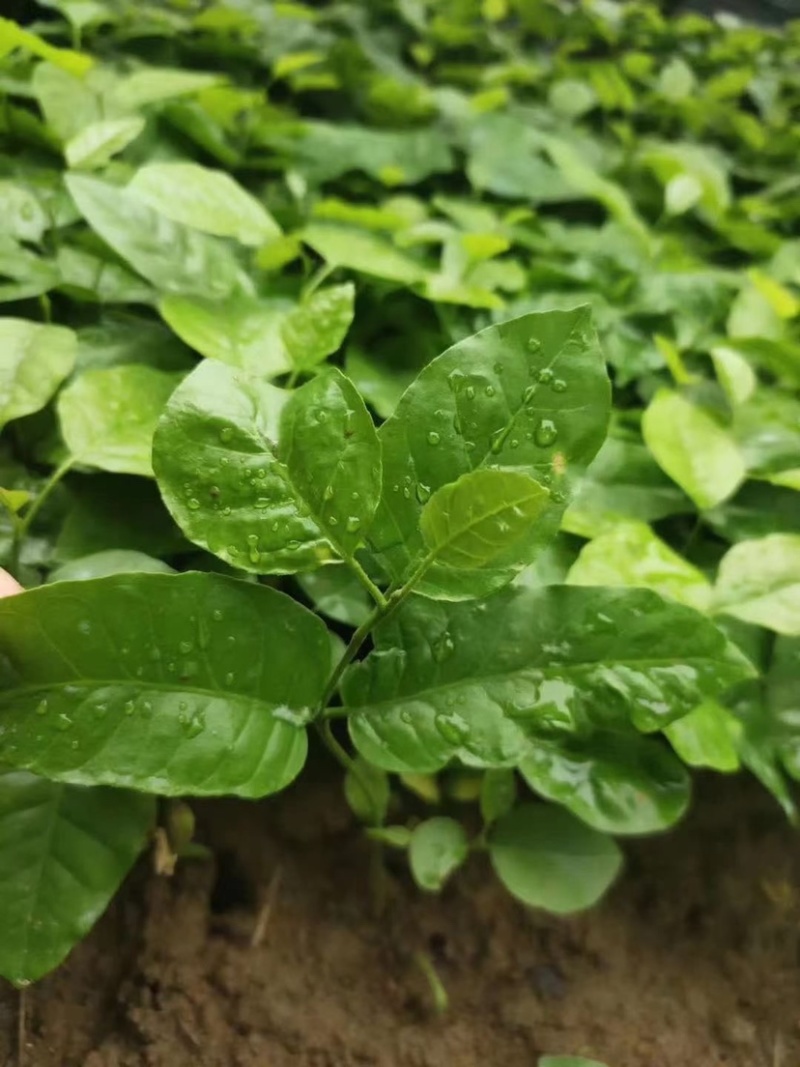黄皮果芽苗黄皮果苗广西基地直供现挖现发成活率高