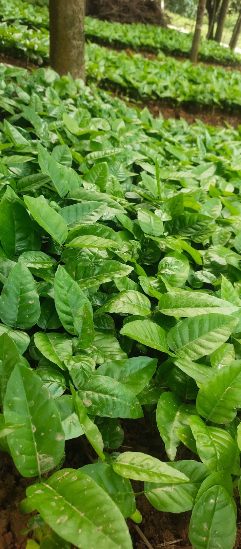 黄皮果芽苗黄皮果苗广西基地直供现挖现发成活率高