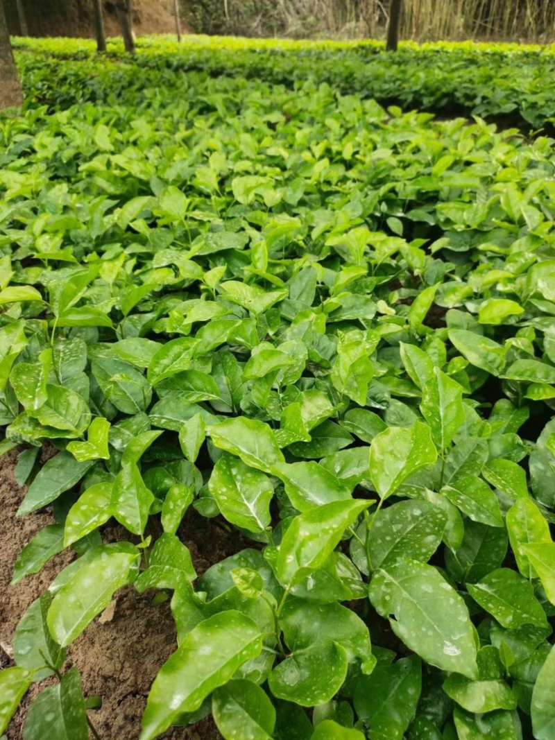 黄皮果芽苗黄皮果苗广西基地直供现挖现发成活率高