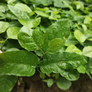 黄皮果芽苗黄皮果苗广西基地直供现挖现发成活率高