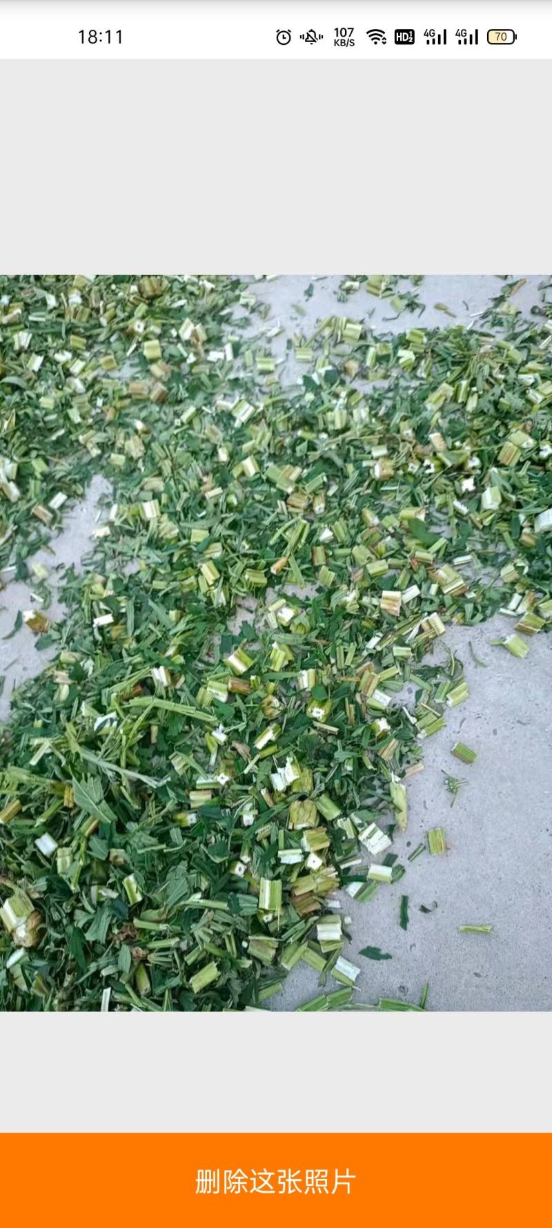 【畅销】益母草，诚信经营，欢迎采购商前来咨询采购
