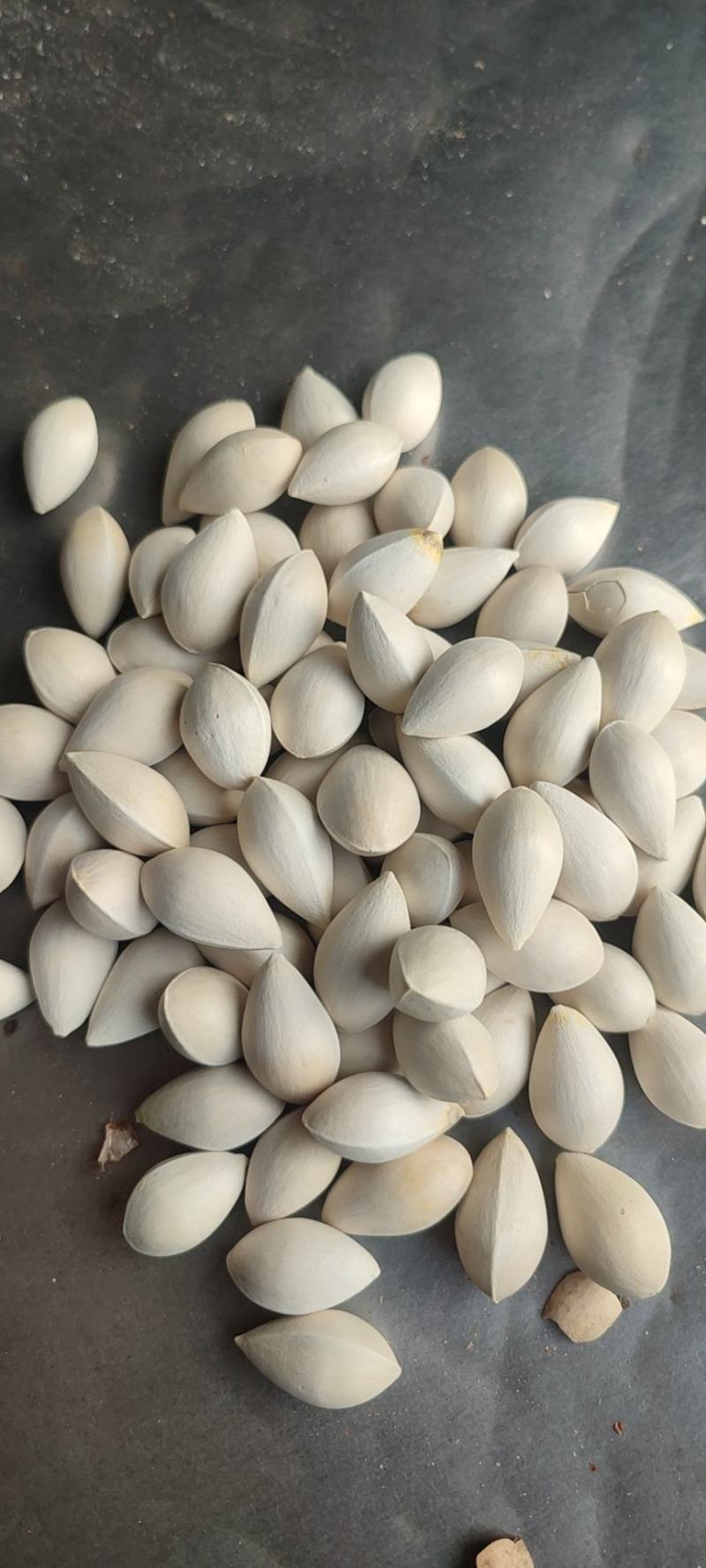 干银杏果，当年新果颗粒大