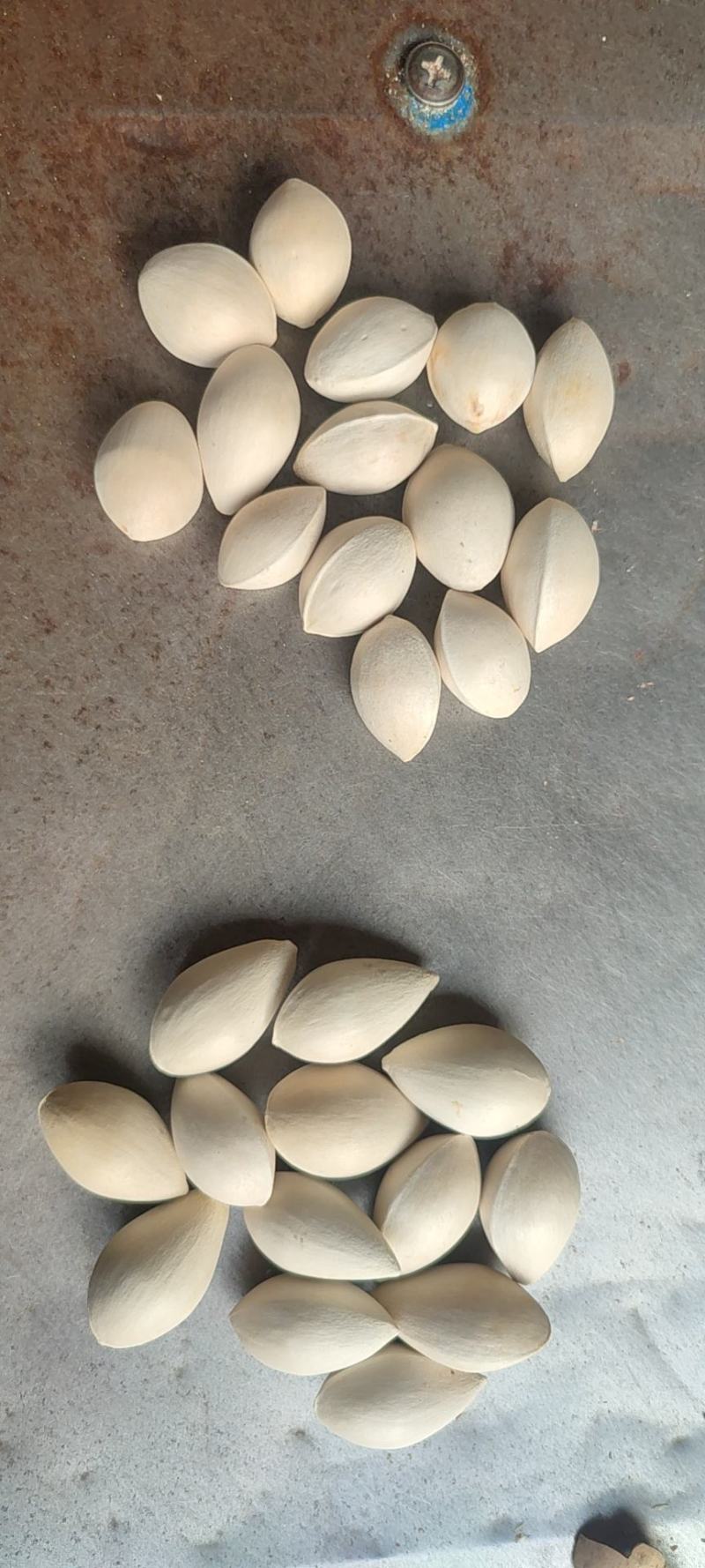 干银杏果，当年新果颗粒大