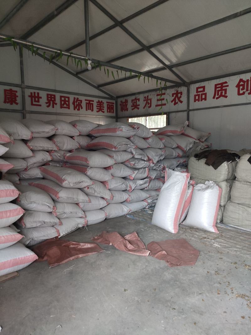干银杏果，当年新果颗粒大