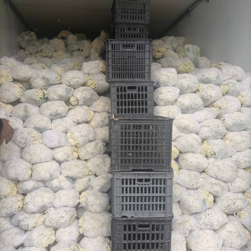 陕西省三原县松花大量上市