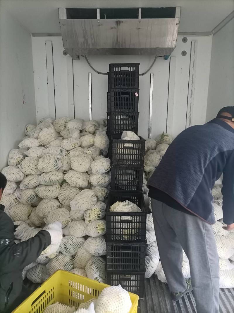 陕西省三原县松花大量上市