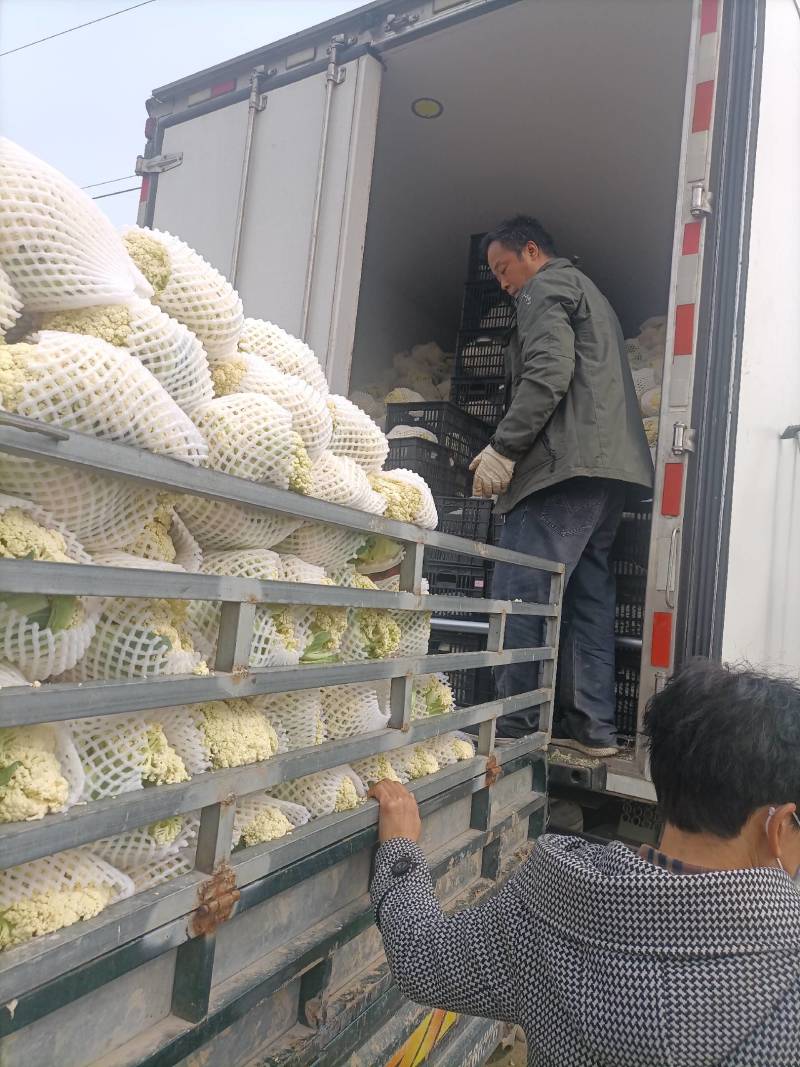 陕西省三原县松花大量上市