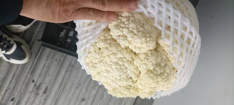 陕西省三原县松花大量上市