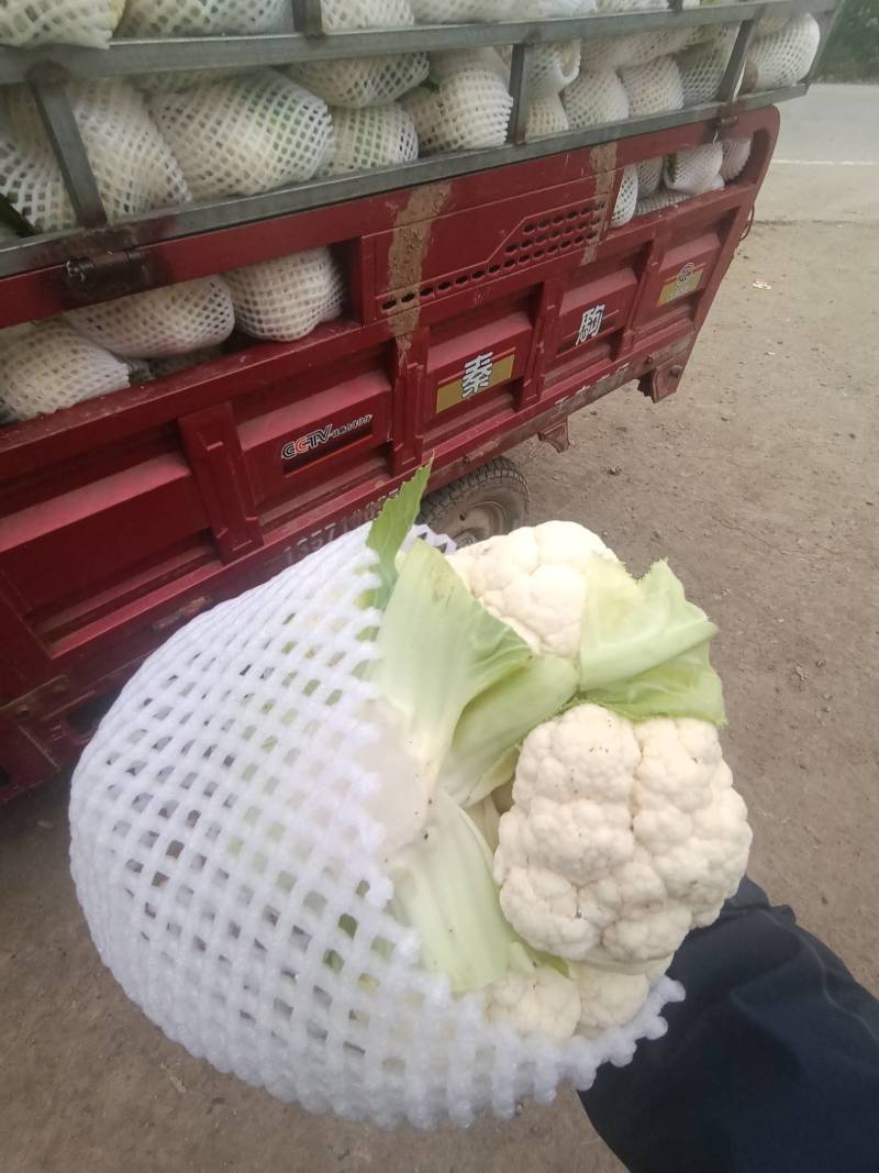 陕西省三原县松花大量上市
