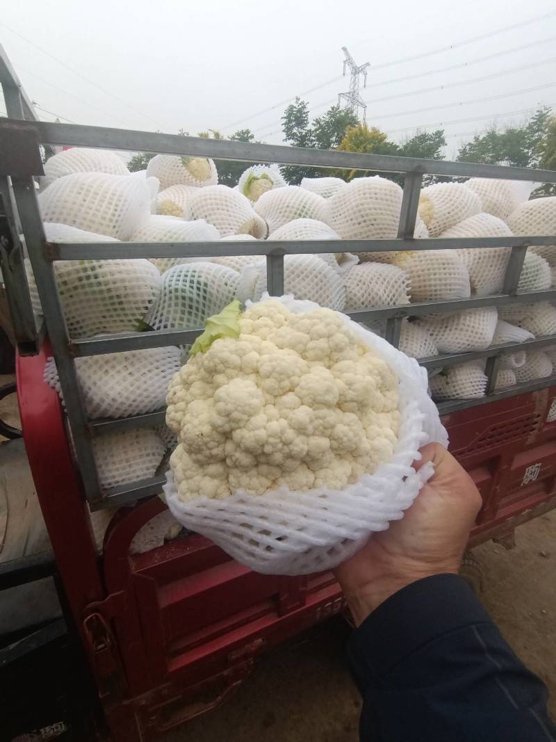 陕西省三原县松花大量上市