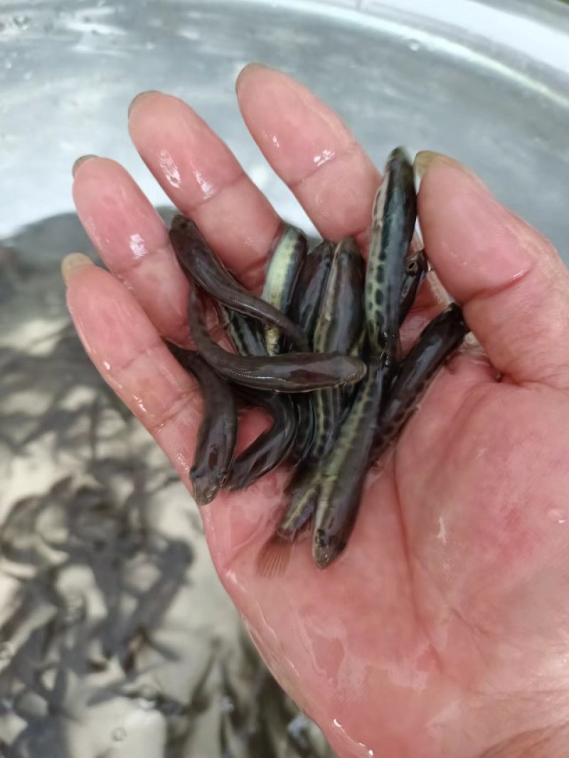 大口鲶鱼苗，自家基地养殖，品质有保证欢迎联系！
