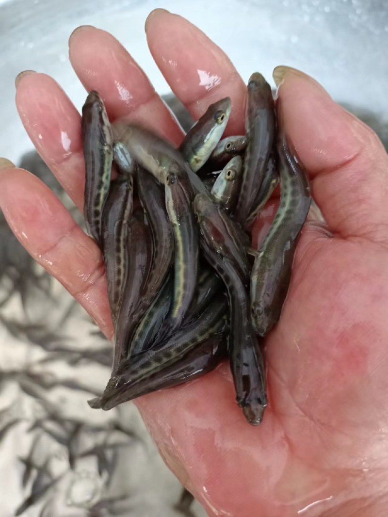 大口鲶鱼苗，自家基地养殖，品质有保证欢迎联系！