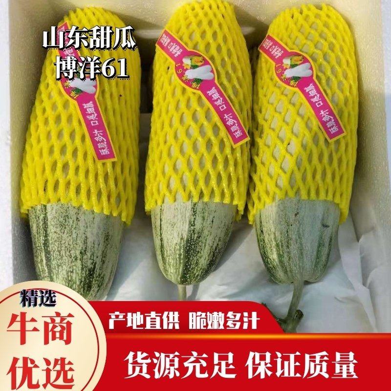 博洋甜瓜61产地直供脆嫩多汁货源充足保证质量