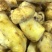 【速冻白葱菌】肉质厚实香味浓郁坏菌包赔
