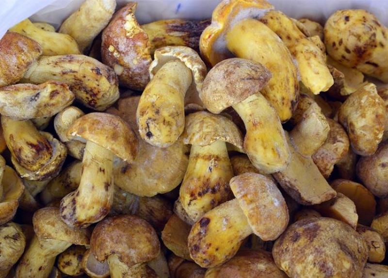 【速冻白葱菌】肉质厚实香味浓郁坏菌包赔