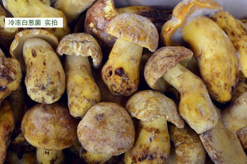 【速冻白葱菌】肉质厚实香味浓郁坏菌包赔