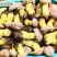 【速冻白葱菌】肉质厚实香味浓郁坏菌包赔