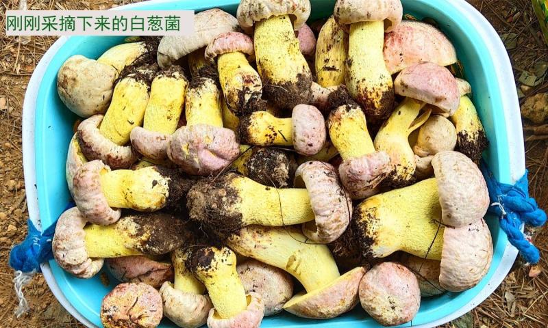 【速冻白葱菌】肉质厚实香味浓郁坏菌包赔