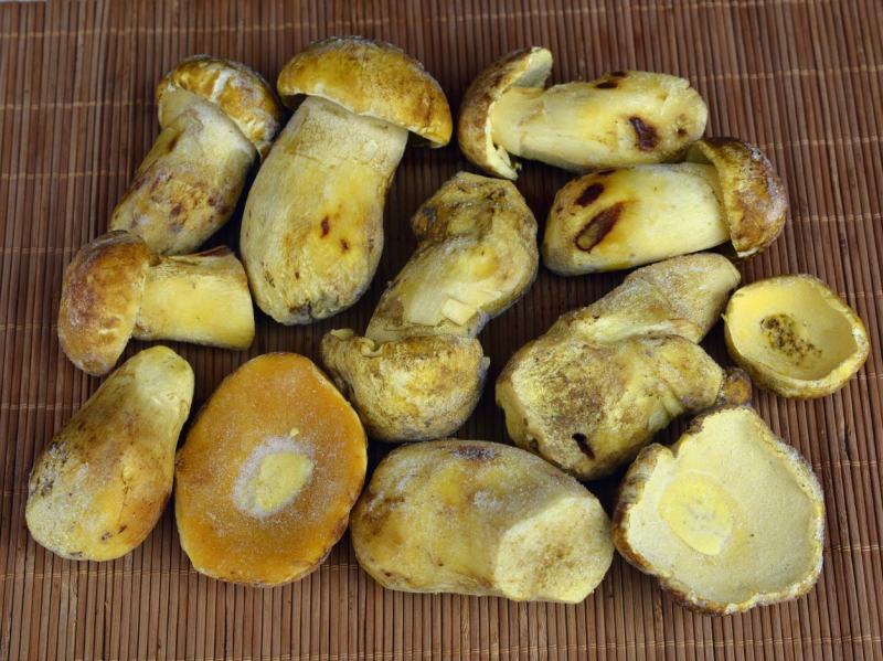 【速冻白葱菌】肉质厚实香味浓郁坏菌包赔