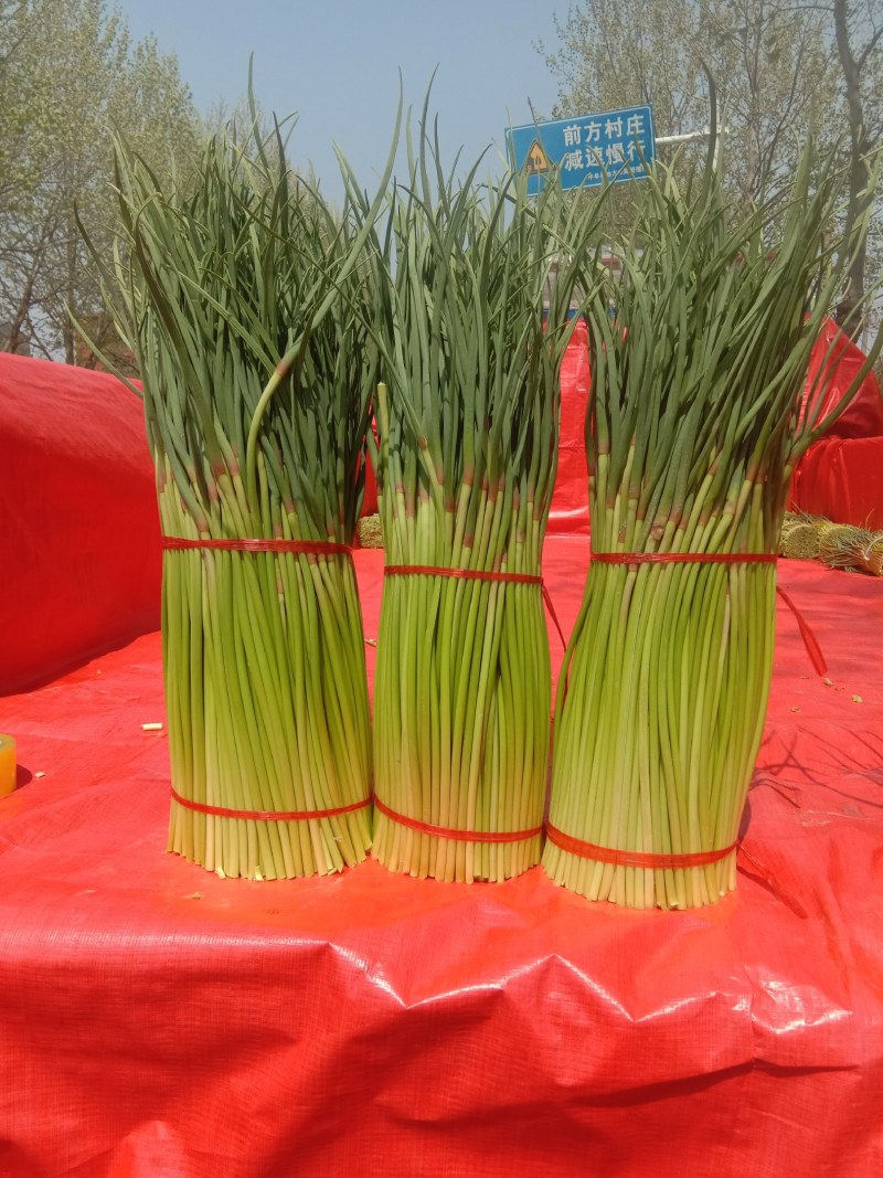 【精品】蒜薹，中牟红帽蒜苔60~70，产地货源，欢迎采购